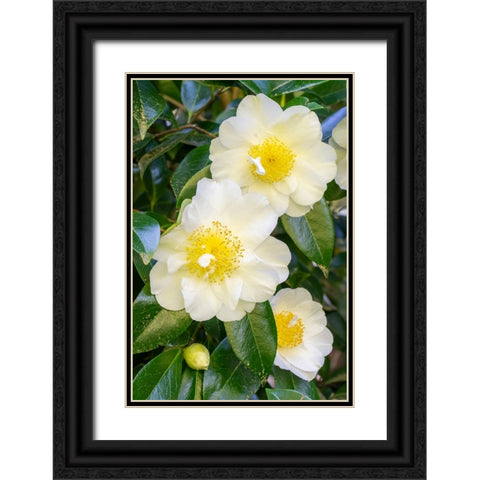 Issaquah-Washington State-USA Flowering Camellia bush Black Ornate Wood Framed Art Print with Double Matting by Horton, Janet