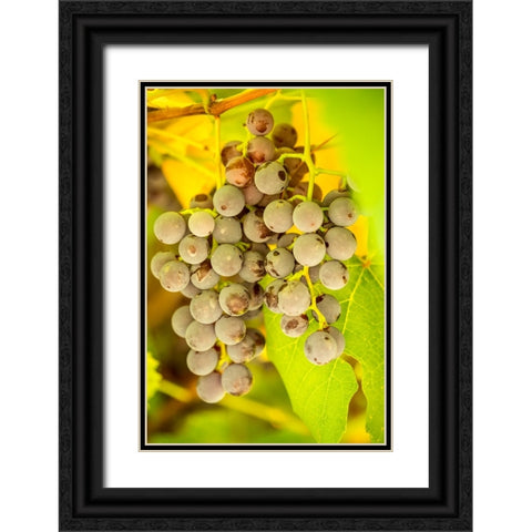 Leavenworth-Washington State-USA Ripe grapes growing Black Ornate Wood Framed Art Print with Double Matting by Horton, Janet