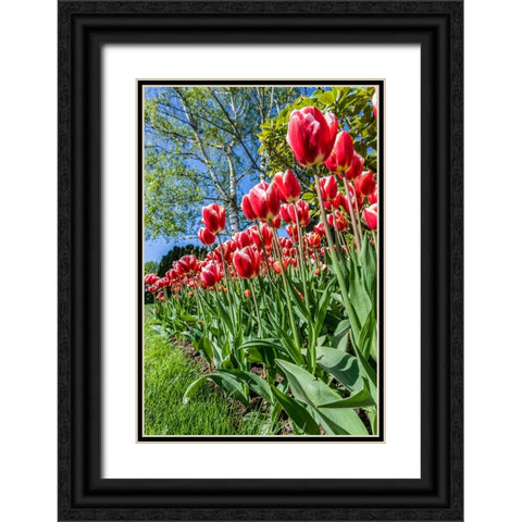 Mount Vernon-Washington State-USA Tulip garden Black Ornate Wood Framed Art Print with Double Matting by Horton, Janet
