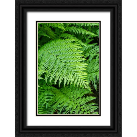 Issaquah-Washington State-USA Lady Fern frond Black Ornate Wood Framed Art Print with Double Matting by Horton, Janet