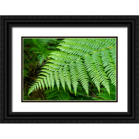 Issaquah-Washington State-USA Lady Fern frond Black Ornate Wood Framed Art Print with Double Matting by Horton, Janet