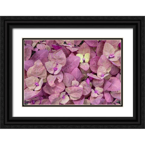 Issaquah- Washington State- USA. Red Orach or Purple Mountain Spinach plants Black Ornate Wood Framed Art Print with Double Matting by Horton, Janet