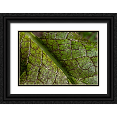 Issaquah- Washington State- USA. Close-up of a mustard greens leaf Black Ornate Wood Framed Art Print with Double Matting by Horton, Janet