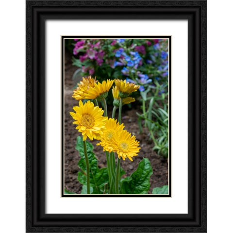 Issaquah- Washington State- USA. Garvinea Sweet Smile Gerber Daisies (yellow flowers). Black Ornate Wood Framed Art Print with Double Matting by Horton, Janet