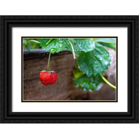 Issaquah- Washington State- USA. Ripe strawberry- with raindrops- ready to harvest. Black Ornate Wood Framed Art Print with Double Matting by Horton, Janet