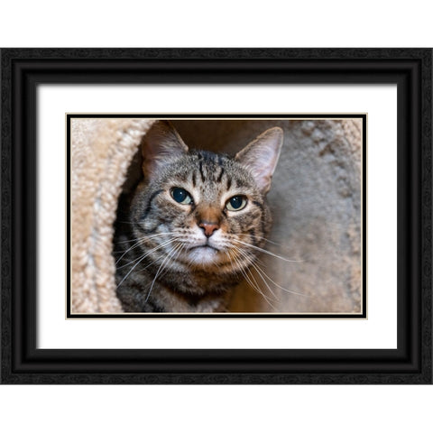 Issaquah- Washington State- USA. Ten year old American short-haired cat. Black Ornate Wood Framed Art Print with Double Matting by Horton, Janet