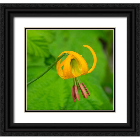 Washington State-Central Cascades-Columbia Tiger Lily wildflower Black Ornate Wood Framed Art Print with Double Matting by Wild, Jamie and Judy