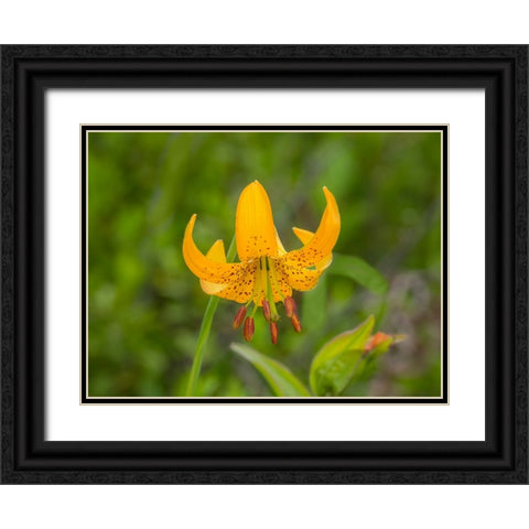 Washington State-Central Cascades-Columbia Tiger Lily wildflower Black Ornate Wood Framed Art Print with Double Matting by Wild, Jamie and Judy