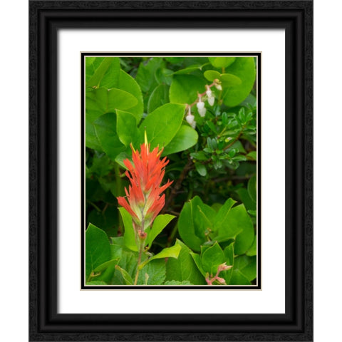 Washington State-Central Cascades-Magenta Paintbrush Black Ornate Wood Framed Art Print with Double Matting by Wild, Jamie and Judy