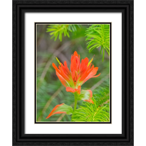 Washington State-Central Cascades-Magenta Paintbrush Black Ornate Wood Framed Art Print with Double Matting by Wild, Jamie and Judy