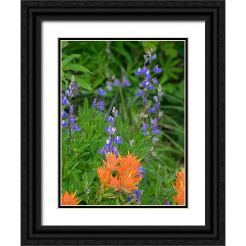 Washington State-Central Cascades-Hairy Paintbrush and Subalpine Lupine Black Ornate Wood Framed Art Print with Double Matting by Wild, Jamie and Judy