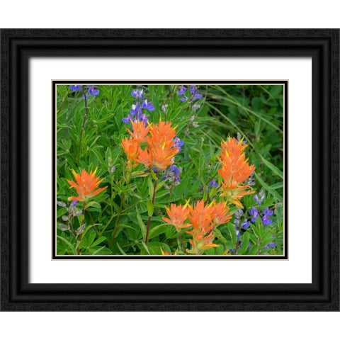 Washington State-Central Cascades-Hairy Paintbrush and Subalpine Lupine Black Ornate Wood Framed Art Print with Double Matting by Wild, Jamie and Judy