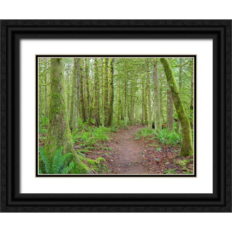 Washington State-Tiger Mountain-Trail through Moss covered trees Black Ornate Wood Framed Art Print with Double Matting by Wild, Jamie and Judy