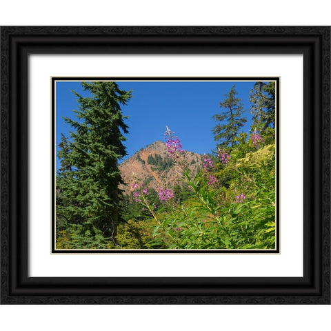 Washington State-Central Cascades-Fireweed and Red Mountain Black Ornate Wood Framed Art Print with Double Matting by Wild, Jamie and Judy