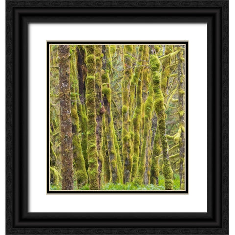 Washington State-Central Cascades-Moss covered Red Alder forest Black Ornate Wood Framed Art Print with Double Matting by Wild, Jamie and Judy