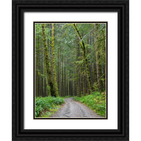 Washington State-Central Cascades-Forest Road 5620-Moss covered Red Alder forest Black Ornate Wood Framed Art Print with Double Matting by Wild, Jamie and Judy