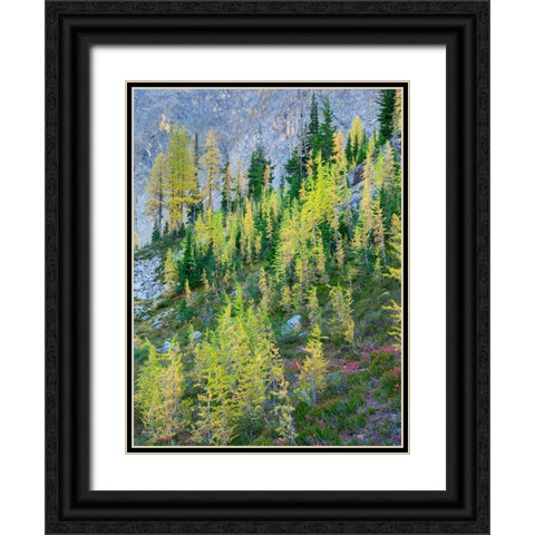 Washington State-North Cascades-Larch and Fir Trees Black Ornate Wood Framed Art Print with Double Matting by Wild, Jamie and Judy