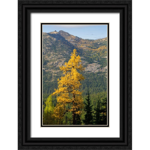 Washington State-North Cascades-Golden larch tree Black Ornate Wood Framed Art Print with Double Matting by Wild, Jamie and Judy