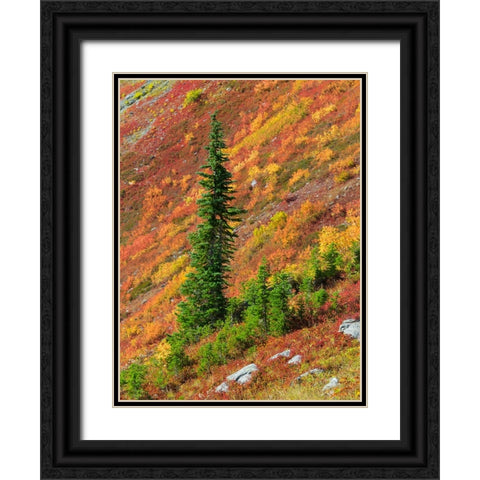 Washington State-North Cascades-Alpine Fir tree and fall color Black Ornate Wood Framed Art Print with Double Matting by Wild, Jamie and Judy