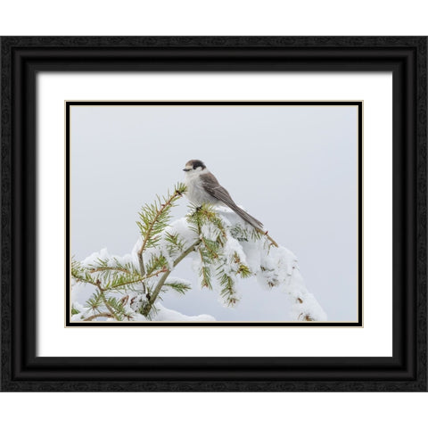 Washington State-Tiger Mountain Gray jay Black Ornate Wood Framed Art Print with Double Matting by Wild, Jamie and Judy