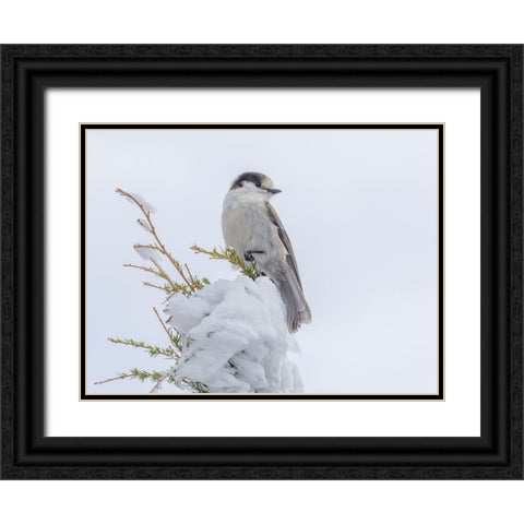 Washington State-Tiger Mountain Gray jay Black Ornate Wood Framed Art Print with Double Matting by Wild, Jamie and Judy