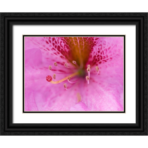 Washington State-Rhododendron Flower Black Ornate Wood Framed Art Print with Double Matting by Wild, Jamie and Judy