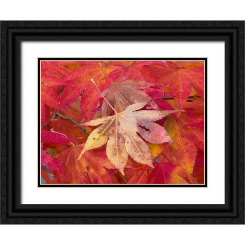 Washington State-Maple leaves Black Ornate Wood Framed Art Print with Double Matting by Wild, Jamie and Judy