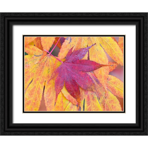 Washington State-Maple leaves Black Ornate Wood Framed Art Print with Double Matting by Wild, Jamie and Judy