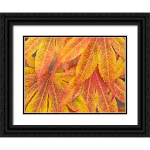Washington State-Maple leaves Black Ornate Wood Framed Art Print with Double Matting by Wild, Jamie and Judy