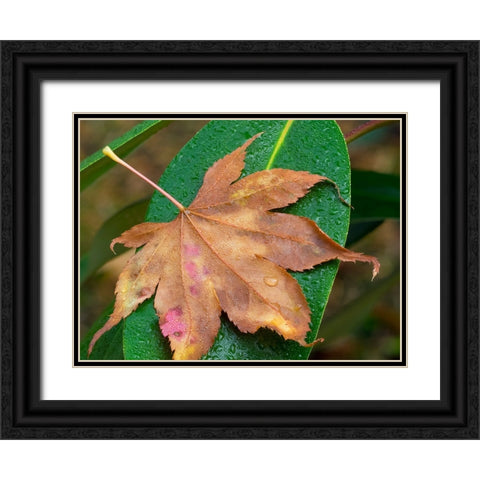 Washington State-Maple Leaf with dew drops Black Ornate Wood Framed Art Print with Double Matting by Wild, Jamie and Judy