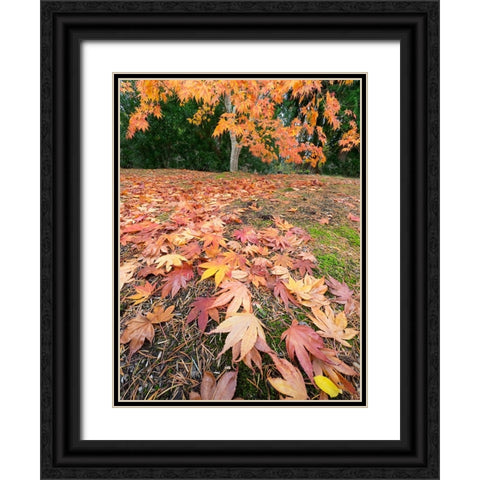 Washington State-Autumn Maple leaves Black Ornate Wood Framed Art Print with Double Matting by Wild, Jamie and Judy