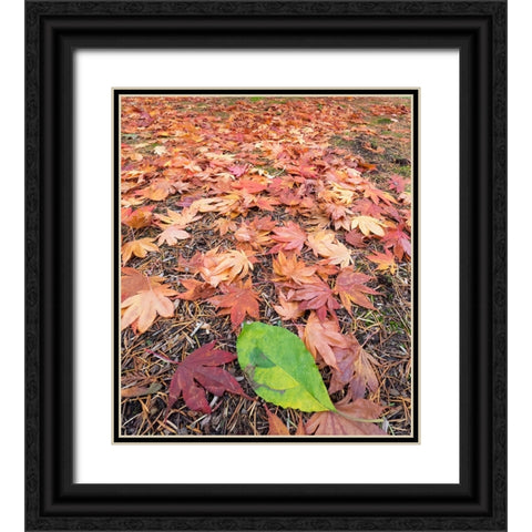 Washington State-Autumn colored maple leaves with green red alder leaf Black Ornate Wood Framed Art Print with Double Matting by Wild, Jamie and Judy
