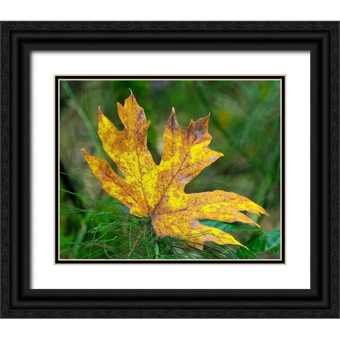 Washington State Bigleaf maple leaf Black Ornate Wood Framed Art Print with Double Matting by Wild, Jamie and Judy