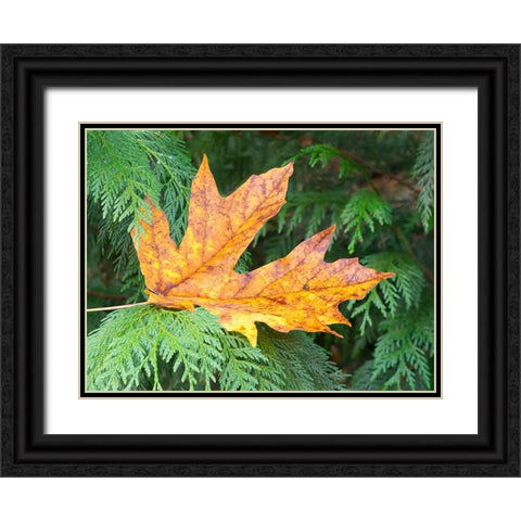 Washington State Bigleaf maple leaf Black Ornate Wood Framed Art Print with Double Matting by Wild, Jamie and Judy
