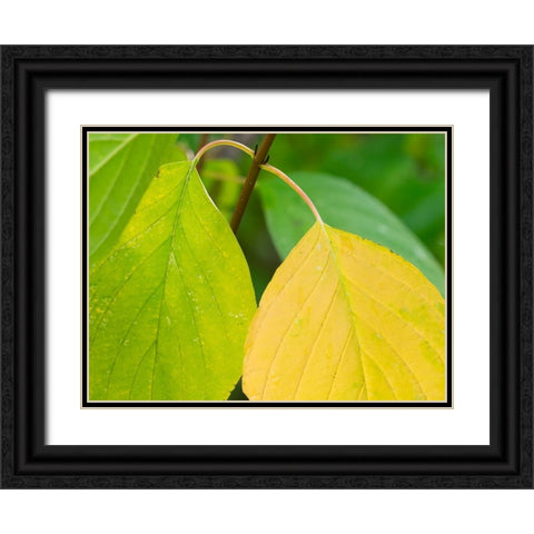 Washington State-Pacific Dogwood Leaf close-up Black Ornate Wood Framed Art Print with Double Matting by Wild, Jamie and Judy