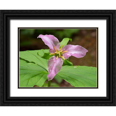 Washington State-Mount Baker-Snoqualmie National Forest-trillium close-up Black Ornate Wood Framed Art Print with Double Matting by Wild, Jamie and Judy