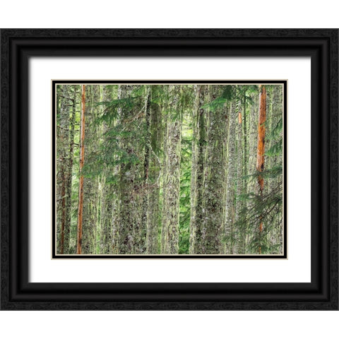 Washington State-Central Cascades Moss and lichen covered tree trunks Black Ornate Wood Framed Art Print with Double Matting by Wild, Jamie and Judy