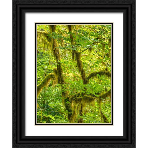 Washington State-Olympic National Park-Hoh Rain Forest Black Ornate Wood Framed Art Print with Double Matting by Wild, Jamie and Judy