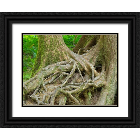 Washington State-Olympic National Park-Hoh Rain Forest-Hall of Mosses-intertwined tree roots Black Ornate Wood Framed Art Print with Double Matting by Wild, Jamie and Judy