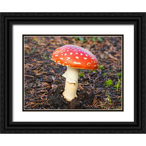 Washington State- Fly agaric mushroom. Black Ornate Wood Framed Art Print with Double Matting by Wild, Jamie and Judy