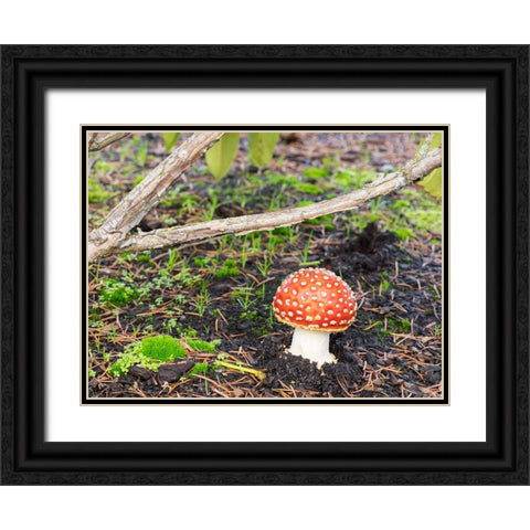 Washington State- Fly agaric mushroom. Black Ornate Wood Framed Art Print with Double Matting by Wild, Jamie and Judy