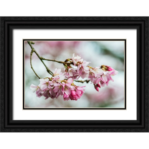 Washington State-Bellevue Cherry blossoms Black Ornate Wood Framed Art Print with Double Matting by Tilley, Rob