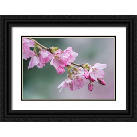 Washington State-Bellevue Cherry blossoms Black Ornate Wood Framed Art Print with Double Matting by Tilley, Rob