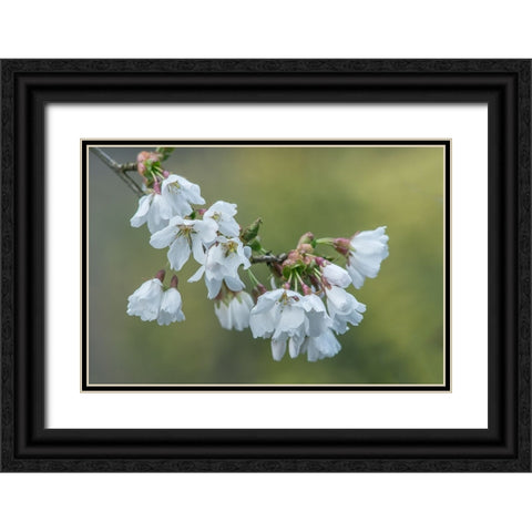 Washington State-Bellevue Cherry blossoms Black Ornate Wood Framed Art Print with Double Matting by Tilley, Rob