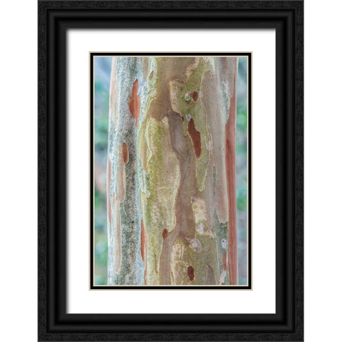 Washington State-Bellevue Crape Myrtle trunk Black Ornate Wood Framed Art Print with Double Matting by Tilley, Rob