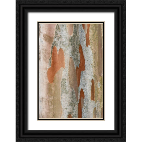 Washington State-Bellevue Crape Myrtle trunk Black Ornate Wood Framed Art Print with Double Matting by Tilley, Rob