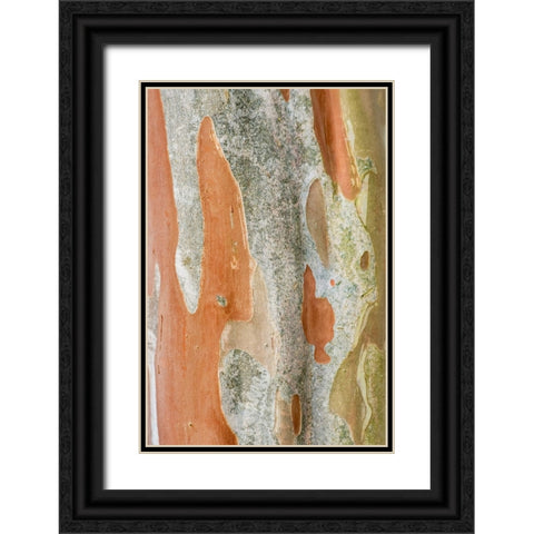 Washington State-Bellevue Crape Myrtle trunk Black Ornate Wood Framed Art Print with Double Matting by Tilley, Rob