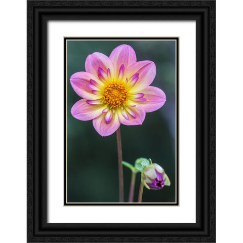 Washington State-Bellevue Dahlia Black Ornate Wood Framed Art Print with Double Matting by Tilley, Rob