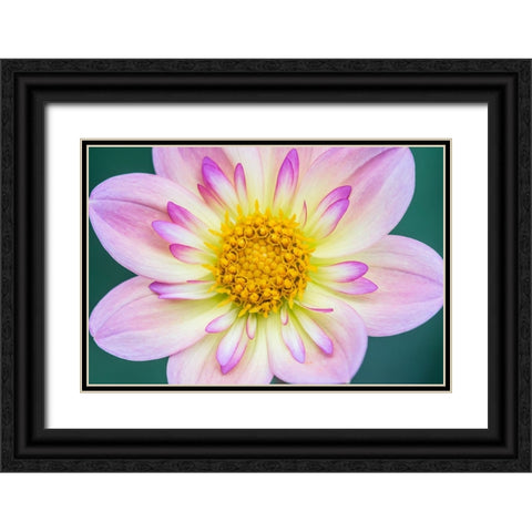 Washington State-Bellevue Dahlia Black Ornate Wood Framed Art Print with Double Matting by Tilley, Rob