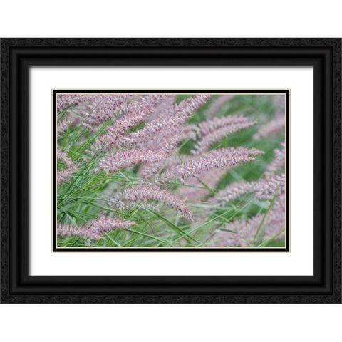 Washington State-Bellevue Fountain grass Black Ornate Wood Framed Art Print with Double Matting by Tilley, Rob